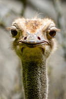 Asheboro Zoo