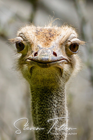 Asheboro Zoo
