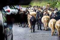 Herding Goats
