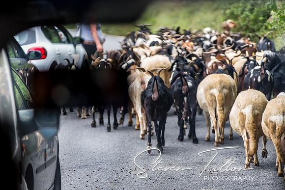 Herding Goats
