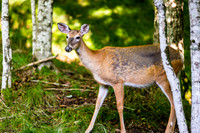 Banner Elk, NC Visit