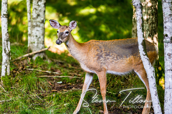 Banner Elk, NC Visit