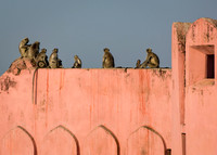 Grey Langur monkey at Jaigarh Fort