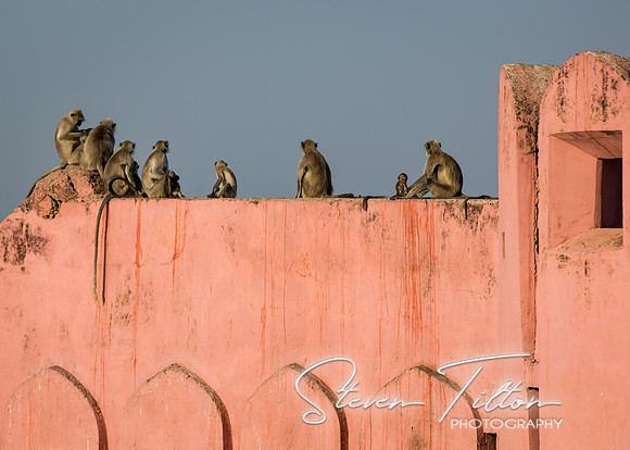 Grey Langur monkey at Jaigarh Fort