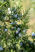Evergreen Berries