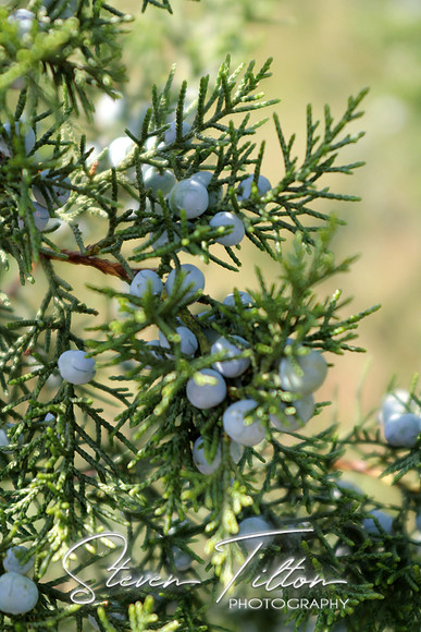 Evergreen Berries