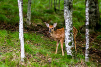 Banner Elk, NC Visit