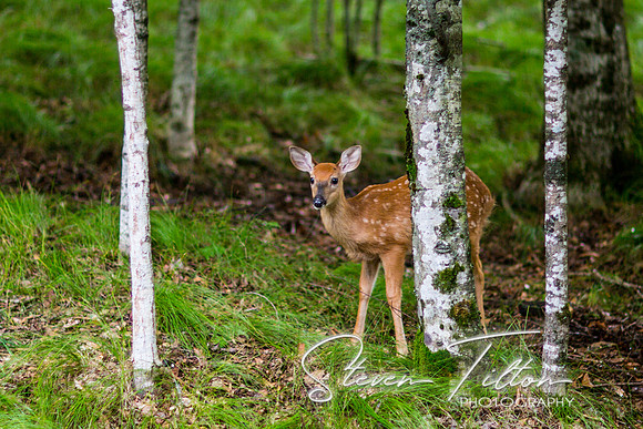 Banner Elk, NC Visit