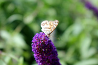 Wood Nymph