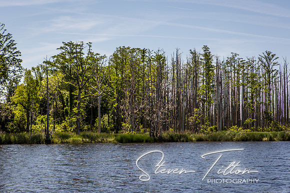 Wilmington River Cruise