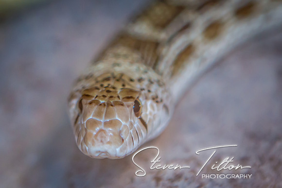 Asheboro Zoo