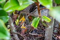 Baby Birds