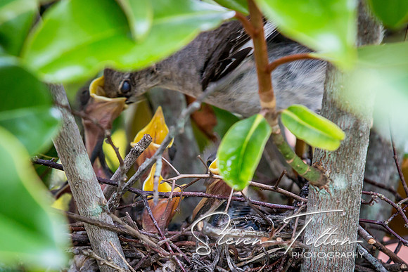 Baby Birds