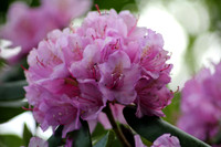 Purple Rhododendron