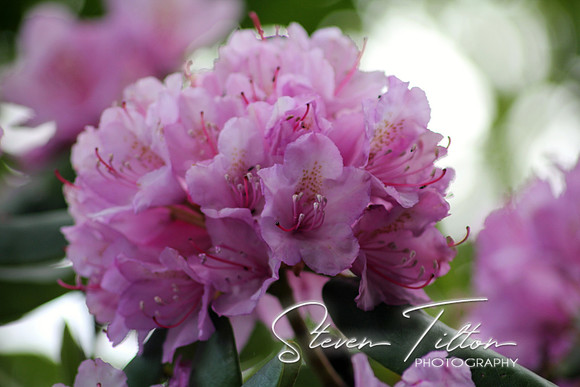 Purple Rhododendron