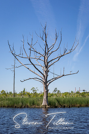 Wilmington River Cruise