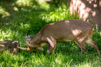 Indianapolis Zoo
