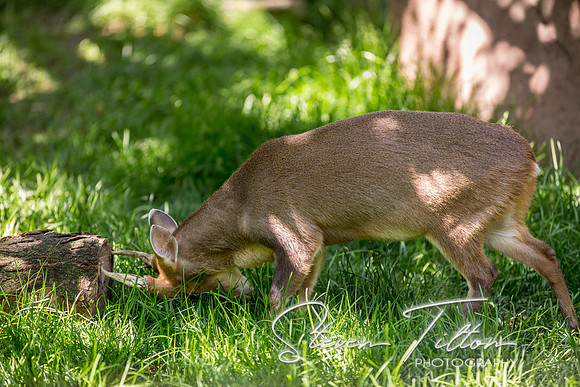 Indianapolis Zoo