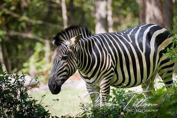Asheboro Zoo