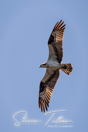 Wilmington River Cruise