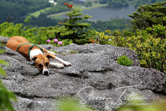 Puppy Relaxation