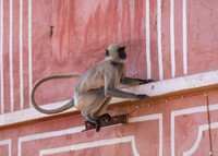 Grey Langur monkey at Jaigarh Fort