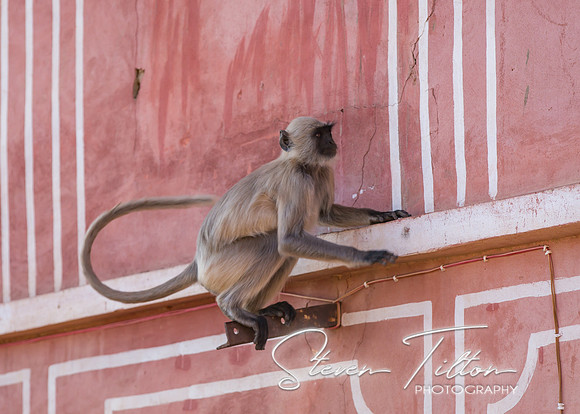 Grey Langur monkey at Jaigarh Fort