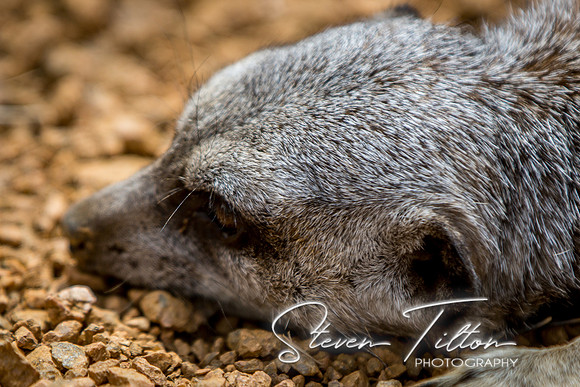 Indianapolis Zoo