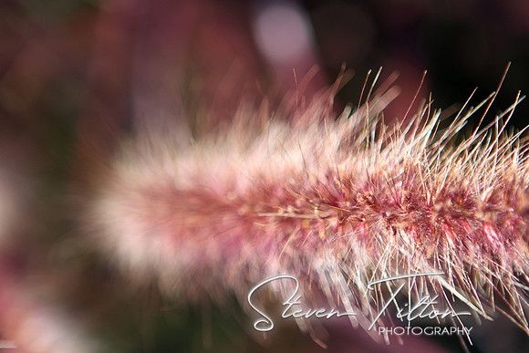Fuzzy Wuzzy
