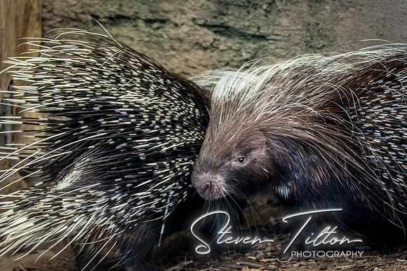 Indianapolis Zoo
