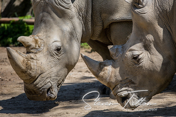 Indianapolis Zoo