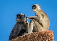 Grey Langur monkey at Jaigarh Fort