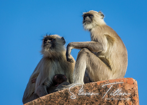Grey Langur monkey at Jaigarh Fort