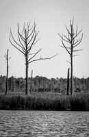 Wilmington River Cruise