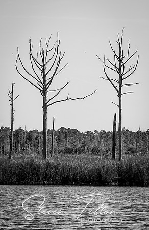 Wilmington River Cruise