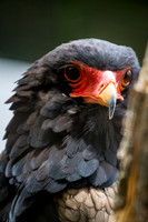 Asheboro Zoo