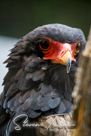 Asheboro Zoo