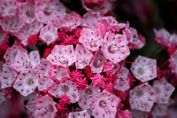 Mountain Laurel