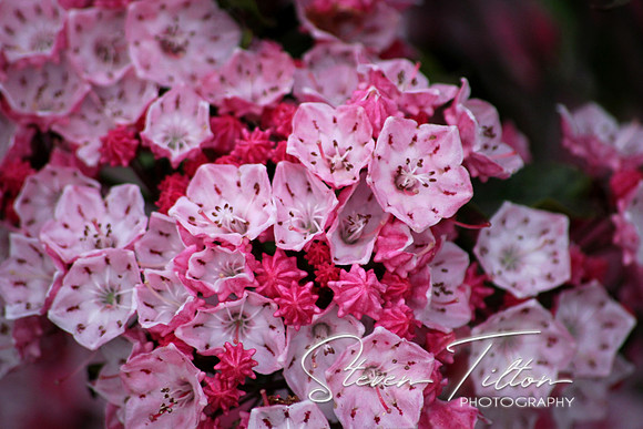 Mountain Laurel