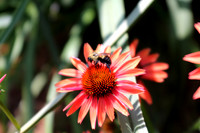 Pollination