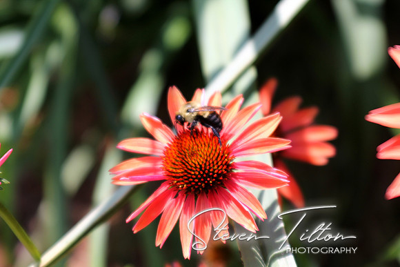 Pollination