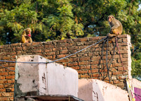 Monkeys watching from above