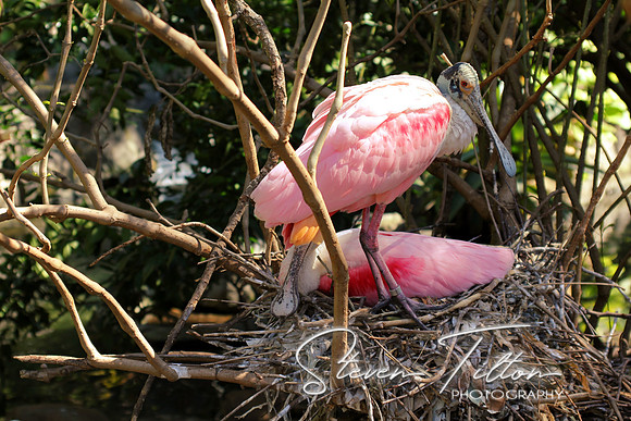 Roseate Spoonbills