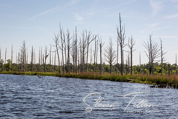 Wilmington River Cruise