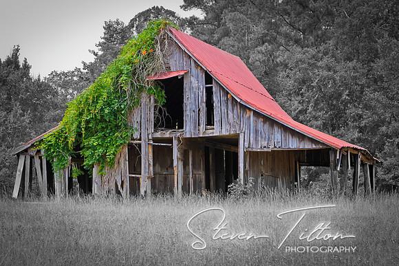 Country Scenes