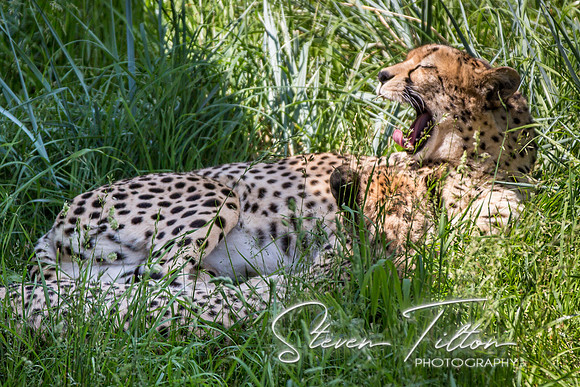 Indianapolis Zoo