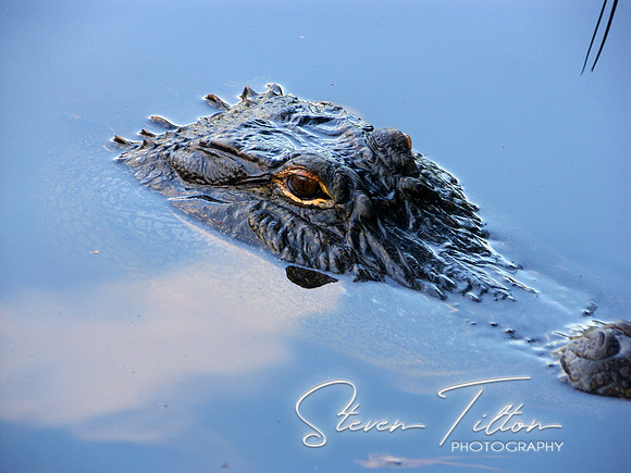Sneaky Gator