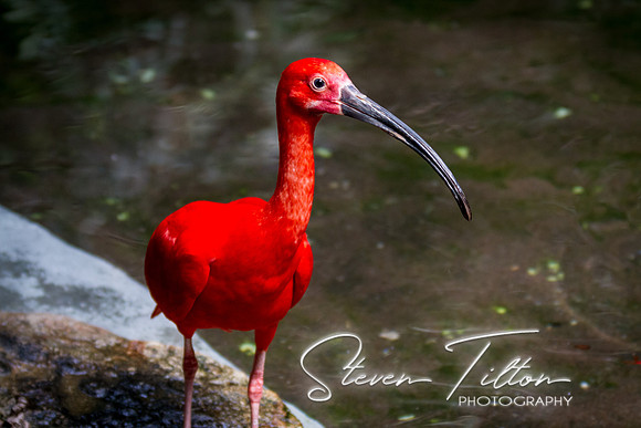 Asheboro Zoo