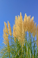 Ornamental Pampas Grass