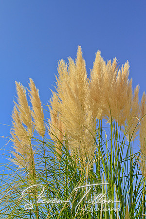Ornamental Pampas Grass